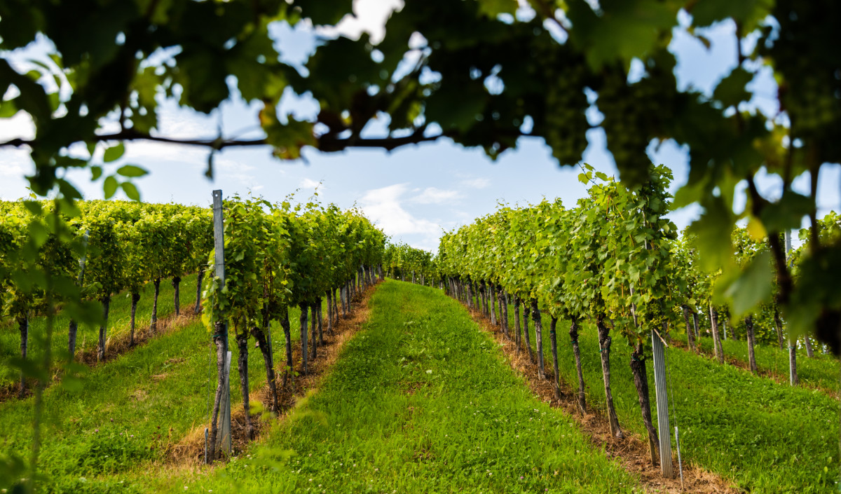 Wina z Austrii — co warto o nich wiedzieć? - Blog Winerua
